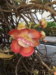Couroupita guianensis