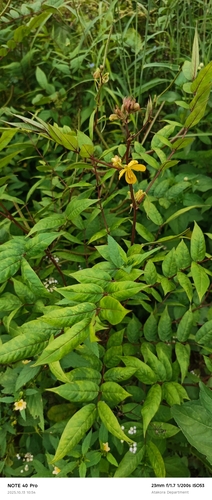 Coffee Senna