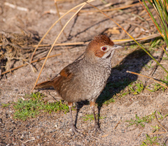 Rufous Bristlebird photo 1