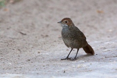 Rufous Bristlebird photo 2