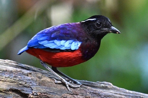 Black-crowned Pitta (Erythropitta ussheri), photo 5