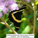 Mariposa Cometa Quexquemetl - Photo (c) Jerry Oldenettel, algunos derechos reservados (CC BY-NC-SA)