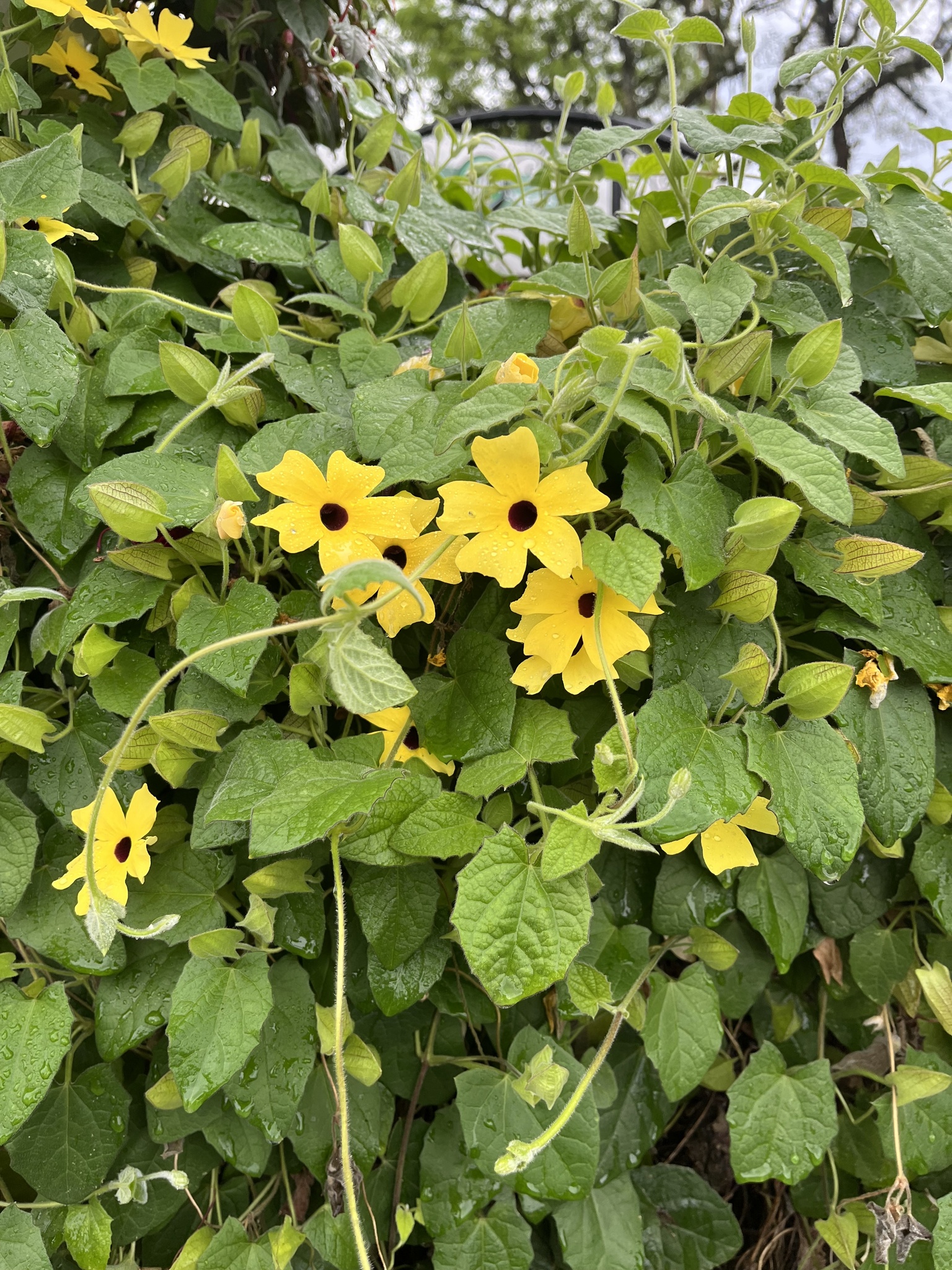 Thunbergia alata