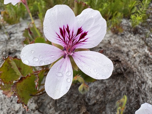 Pelargonium elegans, photograph 5