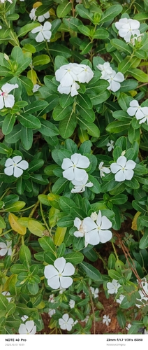 Madagascar Periwinkle