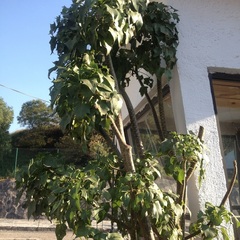 Pittocaulon praecox