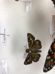 Carterocephalus