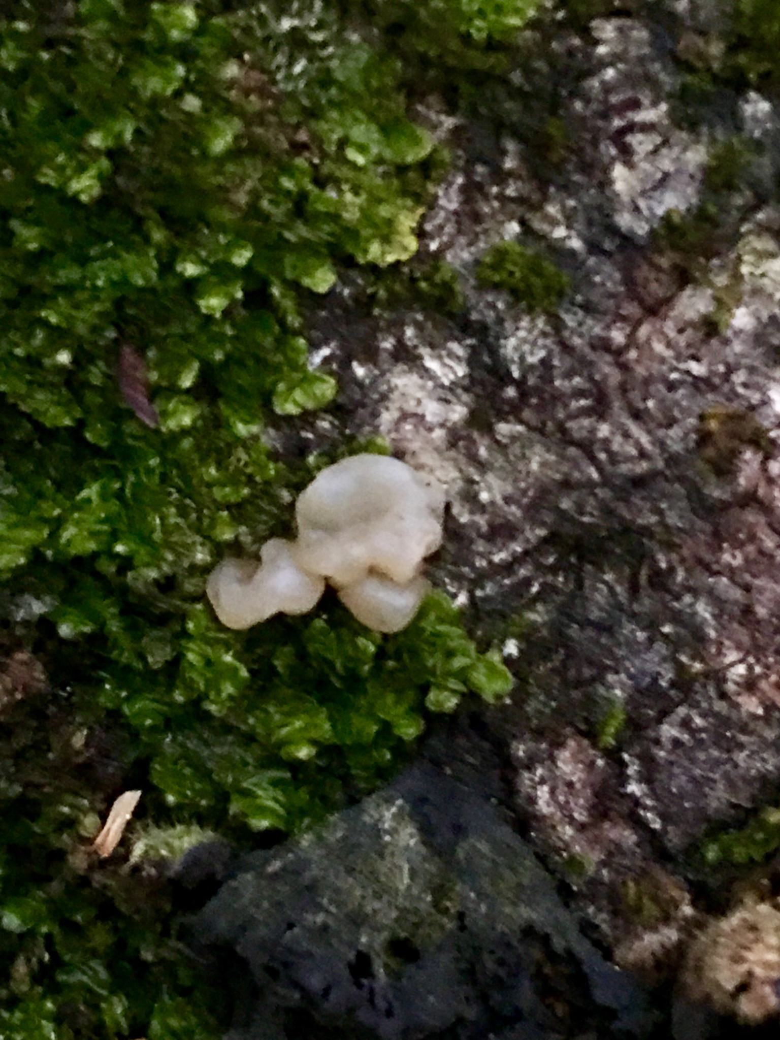 Exidia nucleata image
