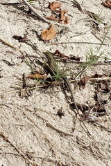 Pholidoscelis griswoldi