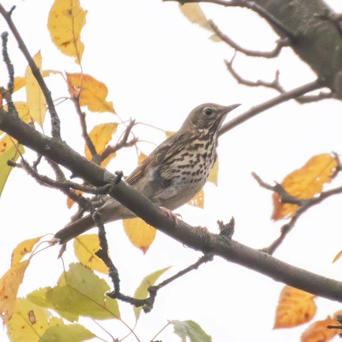 Song Thrush