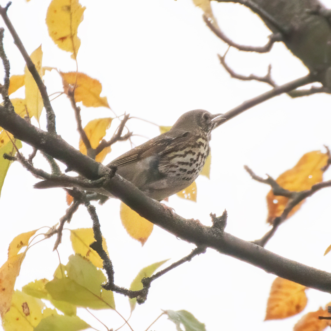 Song Thrush