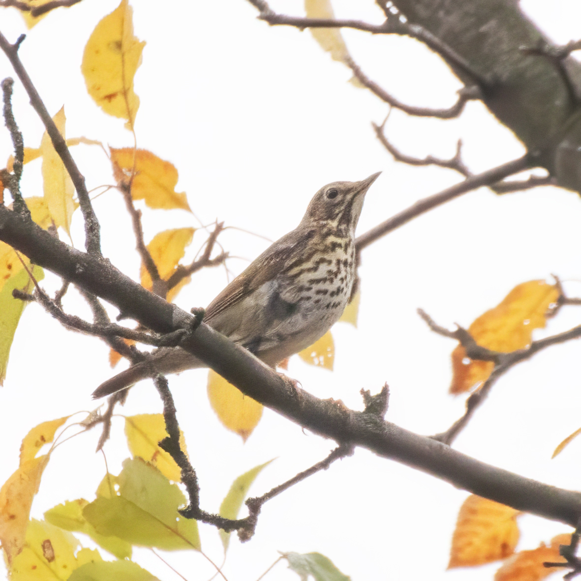 Song Thrush