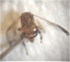 Odontofroggatia galili