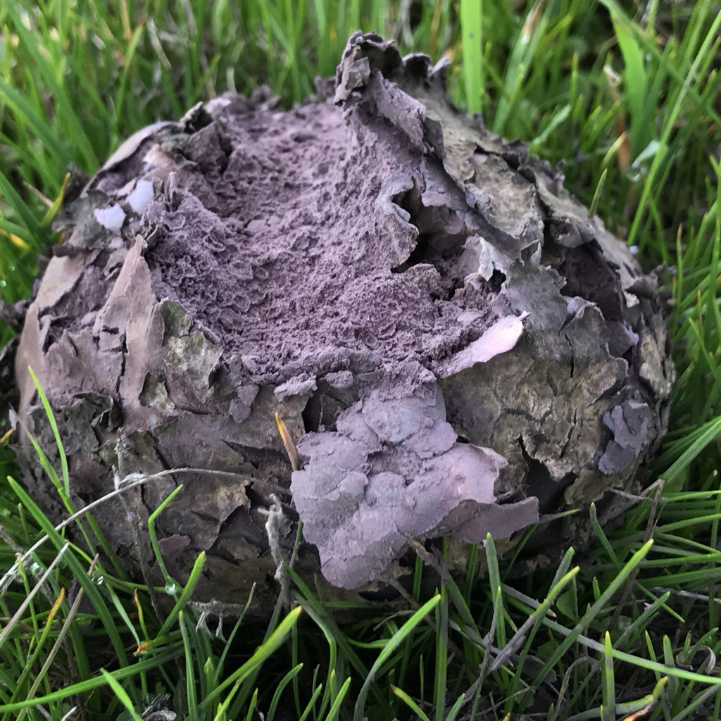 Calvatia fragilis