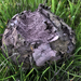 Calvatia fragilis - Photo (c) Christian Schwarz, some rights reserved (CC BY-NC), uploaded by Christian Schwarz