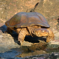 Neumann's Marsh Terrapin photo 4