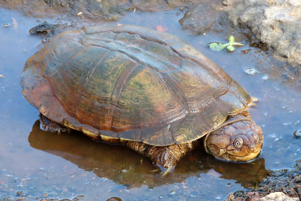 Neumann's Marsh Terrapin