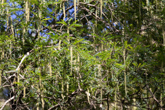 Alvaradoa amorphoides