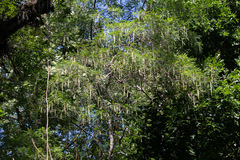 Alvaradoa amorphoides