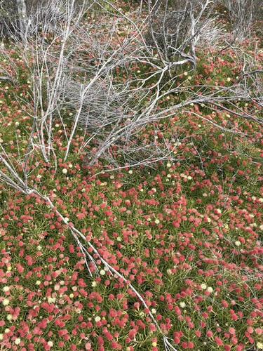 Leucospermum pedunculatum, photograph 6