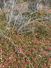 Leucospermum pedunculatum, photograph (c) Charleen Brunke, some rights reserved (CC BY)