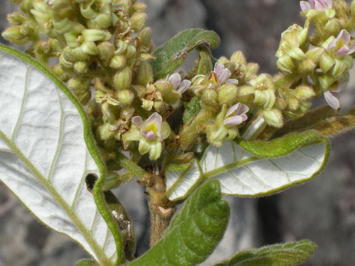 Trigonia cipoensis