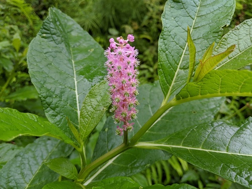 Phytolacca polyandra (Phytolacca polyandra)