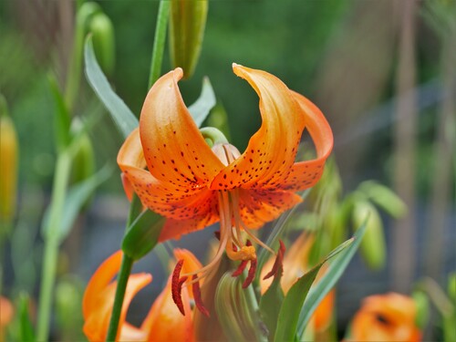 David's Lily (Lilium davidii)