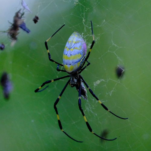 Joro spider