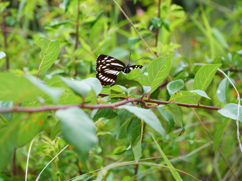 Neptis dejeani