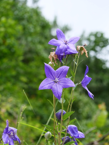 balloon flower (Platycodon grandiflorus)