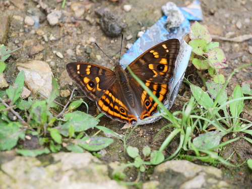 Apatura bieti