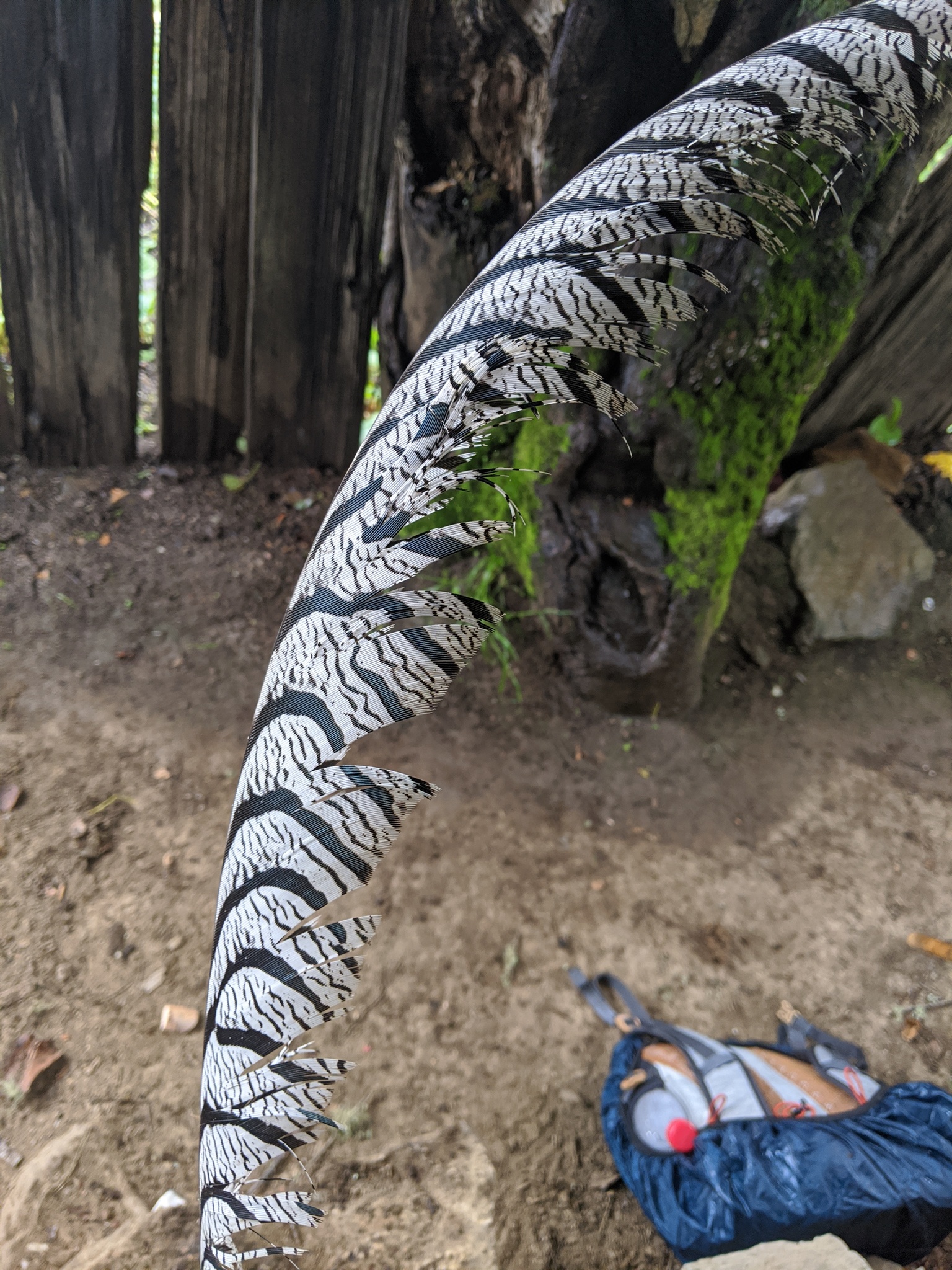 Lady Amherst's Pheasant