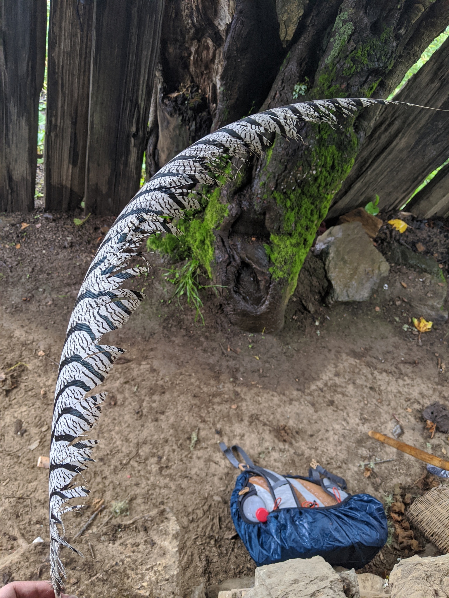 Lady Amherst's Pheasant
