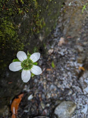 Parnassia delavayi, photograph 4