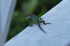 Anolis leachii