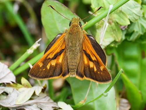 Ochlodes thibetana