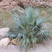 Sonoran Palmetto - Photo (c) Eric Hough, some rights reserved (CC BY-NC), uploaded by Eric Hough