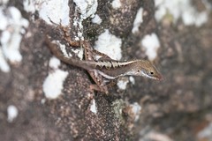 Anolis wattsii