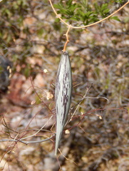 Polystemma cordifolium