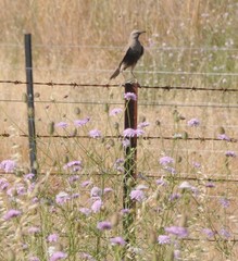 Cincloramphus cruralis