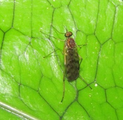 Sylvicola undulatus