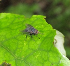 Calliphoroides antennatis