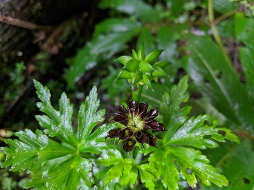Calathodes unciformis