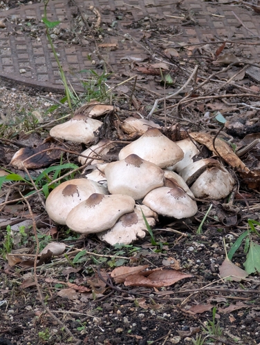 Chlorophyllum molybdites