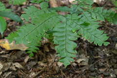 Adiantum trapeziforme