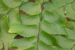 Adiantum trapeziforme