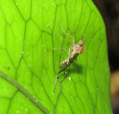 Sylvicola undulatus