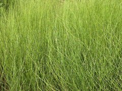 Chloracantha spinosa spinosa