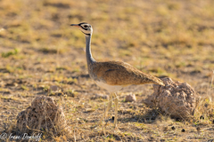 Eupodotis senegalensis